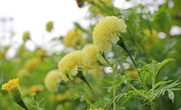 Gros plan fleur de souci jaune dans le jardin