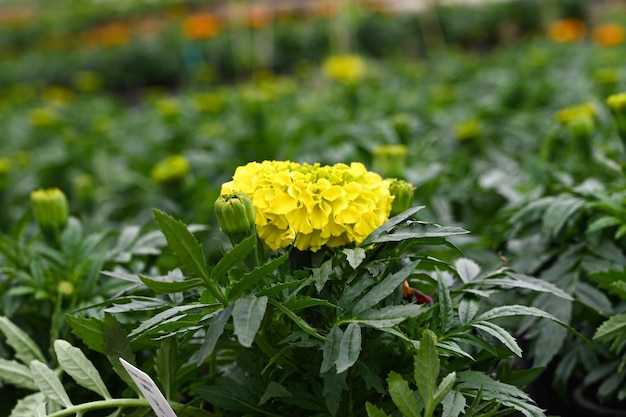 Gros plan sur une fleur de souci jaune en fleurs dans une serre commerciale Tagetes dans la pépinière