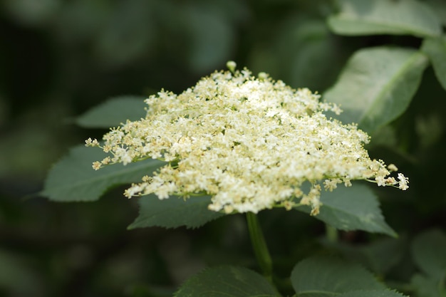 Gros plan de fleur de sureau en fleurs Branche de sureau en fleurs Sambucus Herbes médicinales en médecine alternative et traditionnelle