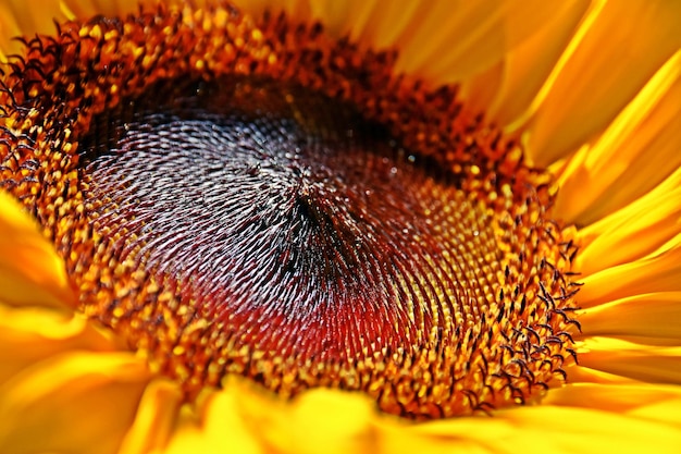 Photo gros plan d'une fleur de tournesol jaune