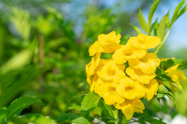 Gros plan de la fleur de trompette jaune Tecoma stans est une espèce d'arbuste vivace à fleurs