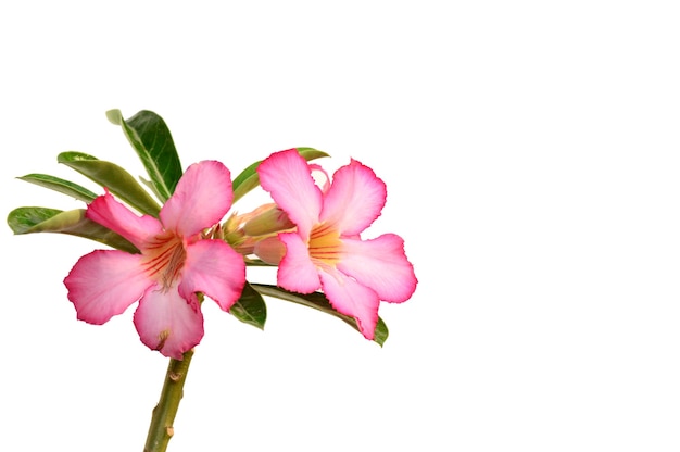 Gros plan d'une fleur tropicale rose Adenium. Rose du désert.