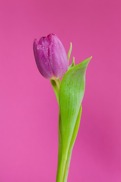 Gros plan d'une fleur de tulipe pourpre sur fond violet