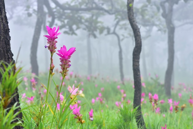 Photo gros plan une fleur de tulipe rose siam au parc national pa hin ngam, chaiyaphum, thaïlande.