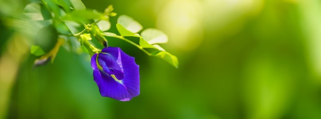 Gros plan de fleur violet bleu avec feuille verte sous la lumière du soleil avec espace de copie en utilisant comme arrière-plan plantes naturelles paysage écologie concept de page de garde