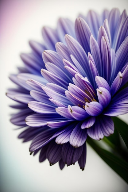 Un gros plan d'une fleur violette sur fond blanc