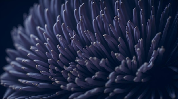 Un gros plan d'une fleur violette avec un fond noir