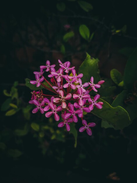 Photo un gros plan d'une fleur violette avec le mot 