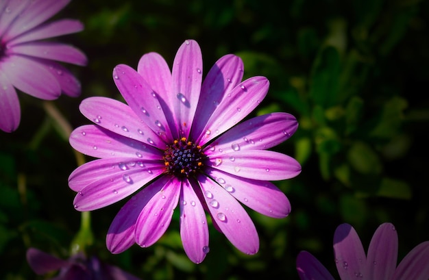 Un gros plan d'une fleur violette avec de nombreuses gouttes de rosée sur fond sombre