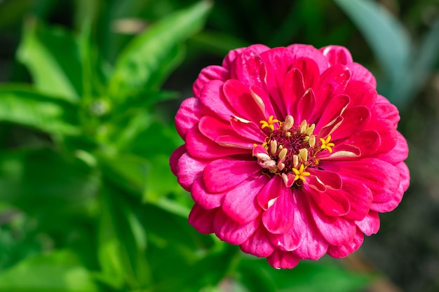 Gros plan sur une fleur de zinnia cramoisi. Fond de fleurs naturelles, papier peint. Mise au point sélective. photo horizontale.