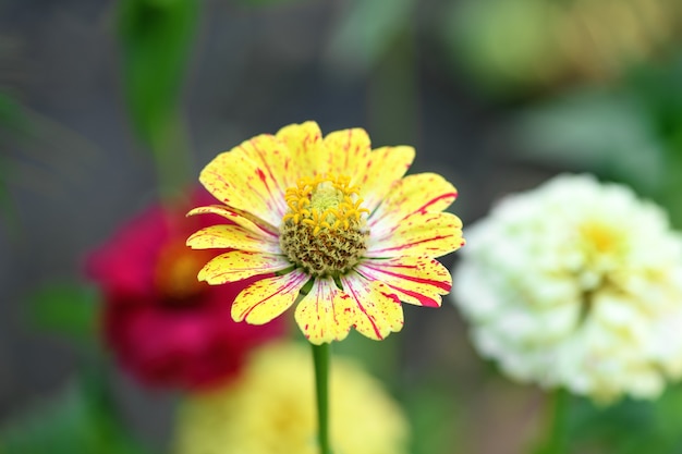 Gros plan de fleur de zinnia jaune, macro. Fond floral