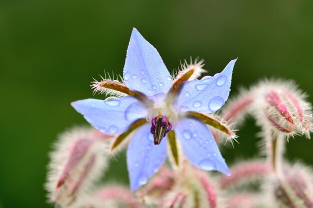 Un gros plan de la fleur