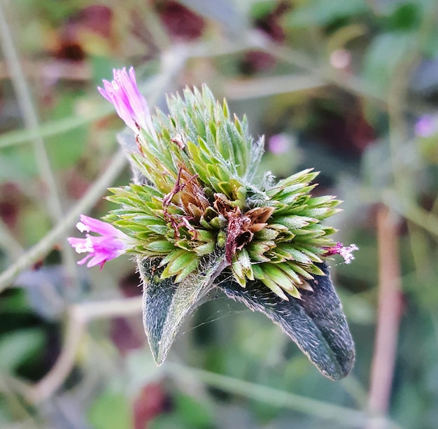 Photo un gros plan de la fleur