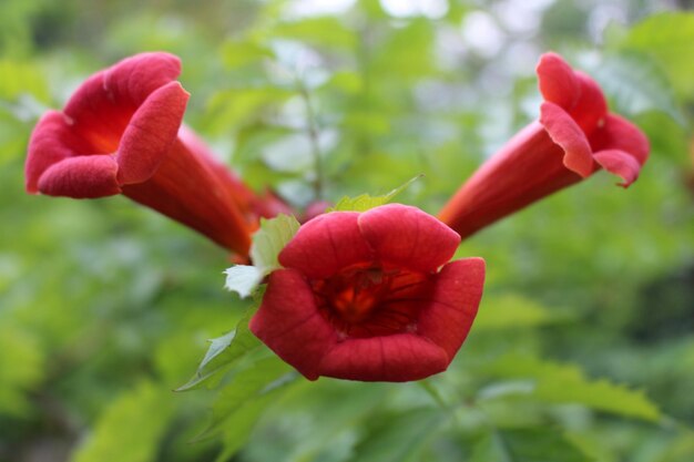 Un gros plan d'une fleur