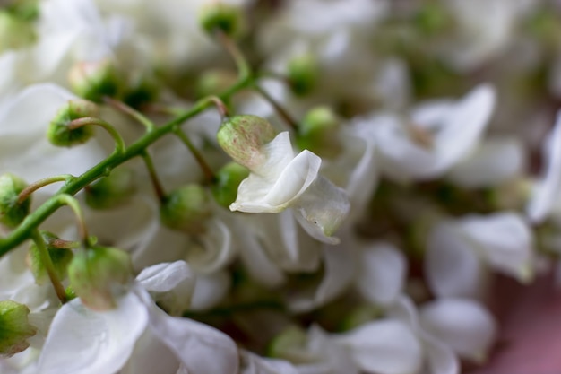 Gros plan de fleurs d'acacia Plantes utiles