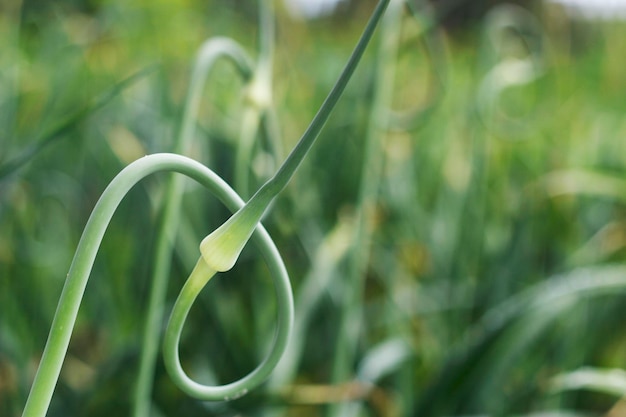 gros plan de fleurs d'ail vert dans le jardin d'été