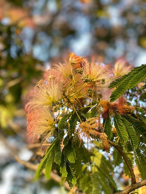 Gros plan des fleurs de l'arbre Albizia julibrissin