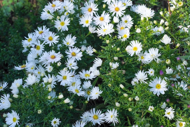 Gros plan de fleurs d'automne