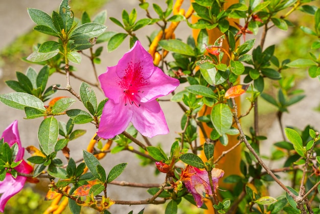 Gros plan de fleurs d'azalées roses en fleurs dans un jardin botanique.