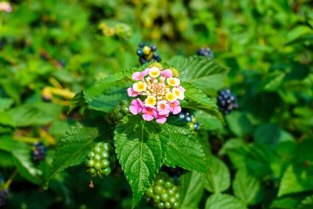 Gros plan de fleurs et de baies de lantana rose blanc et jaune