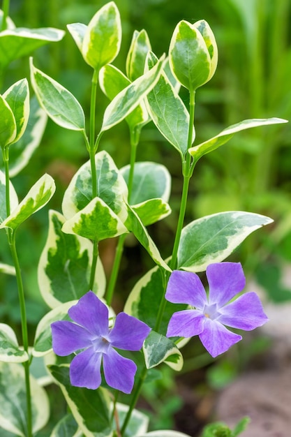 Gros plan de fleurs bigorneau bigarrée