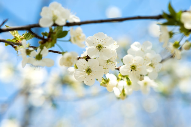 Gros plan de fleurs blanches fraîches sur une branche d'arbre avec fond de ciel bleu flou au début du printemps.