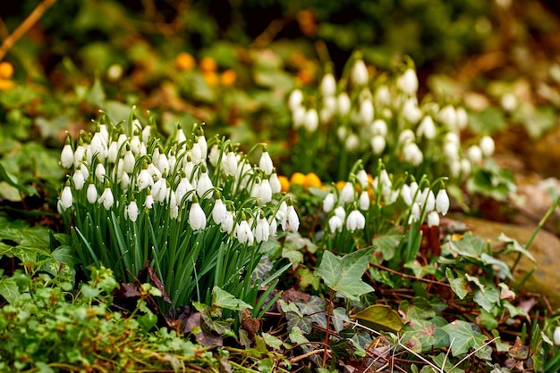 Gros plan de fleurs blanches de perce-neige communes poussant contre le bokeh vert et l'arrière-plan de l'espace de copie dans un champ éloigné Galanthus nivalis fleurissant ou fleurissant dans le pré ou le jardin de la maison