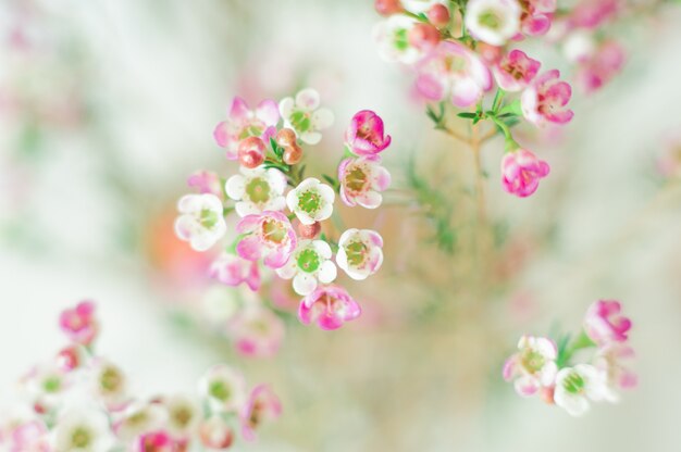 Gros plan de fleurs blanches et roses