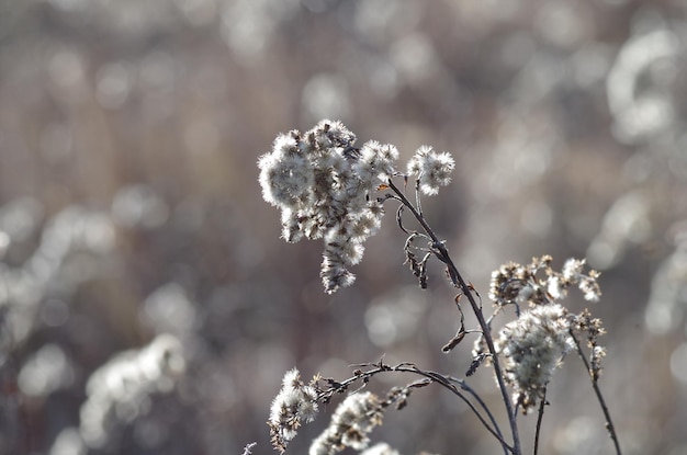 Gros plan de fleurs blanches