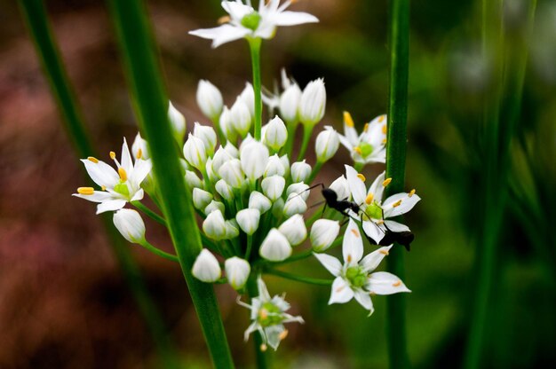 Un gros plan de fleurs blanches