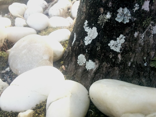 Photo un gros plan de fleurs blanches