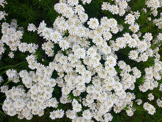 Un gros plan de fleurs blanches.