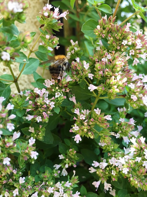 Gros plan de fleurs blanches