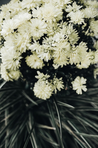 Gros plan de fleurs blanches