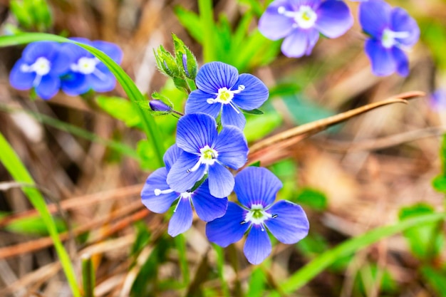 Gros plan sur les fleurs bleues brillantes de la véronique germandrée Veronica chamaedrys printemps