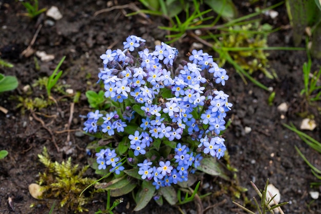 Gros plan sur les fleurs bleues brillantes de la véronique germandrée Veronica chamaedrys printemps