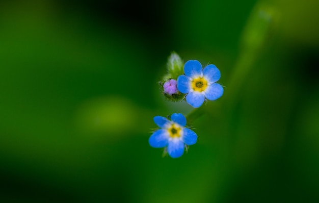 Un gros plan de fleurs bleues sur fond vert