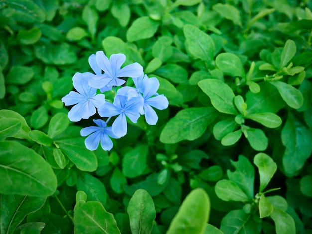 Gros plan de fleurs bleues fraîches sur fond de feuilles vertes