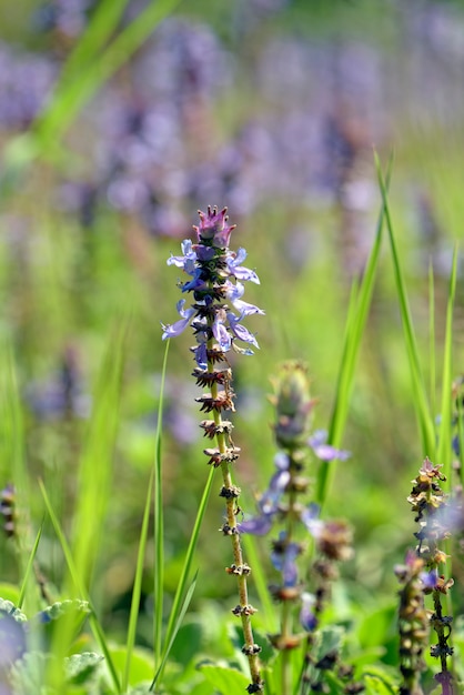 Gros plan de fleurs bleues