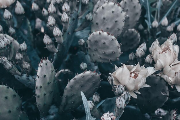 Gros plan de fleurs de cactus jaune Une succulente en fleurs Bourgeons non ouverts sur un grand cactus