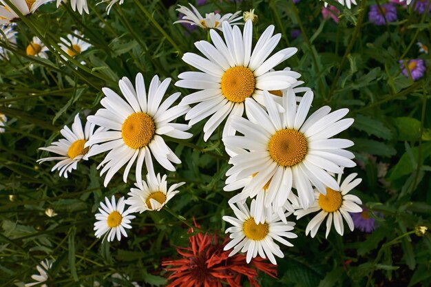 Gros plan de fleurs de camomille blanche sur fond vert