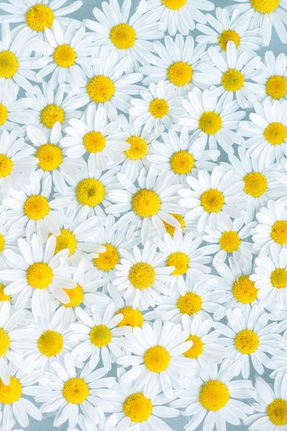 Gros plan de fleurs de camomille blanche