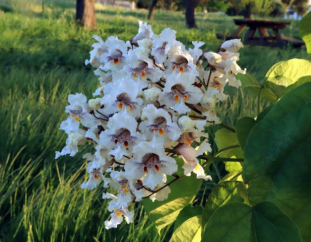 Photo gros plan de fleurs de catalpa blanches éclairées par le soleil. un superbe bouquet de fleurs blanches. le printemps