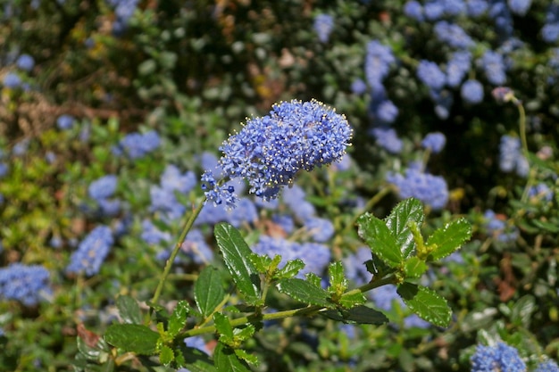 Gros plan sur les fleurs de Ceanothus thyrsiflorus