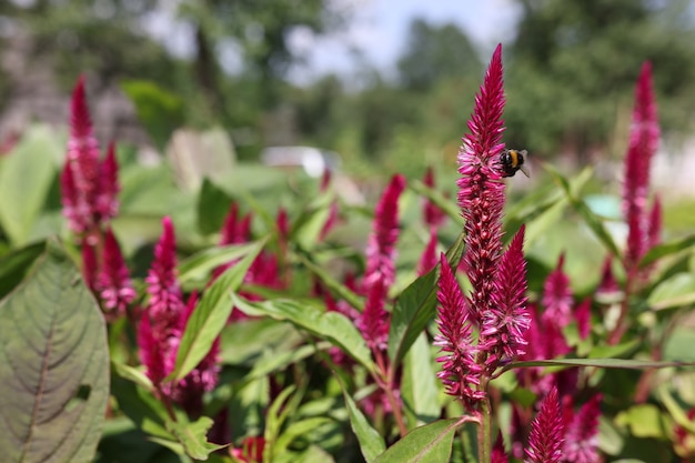 Gros plan des fleurs de célosie rose poussant dans le jardin. Concept de science des plantes botanique