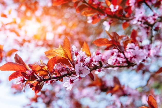 Gros plan de fleurs de cerisier aux amandes roses. Fleurs de printemps