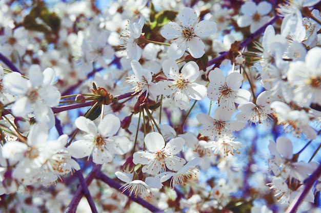 Gros plan de fleurs de cerisier blanc au printemps. Mur abstrait.