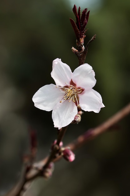 Gros plan de fleurs de cerisier Fleurs blanches