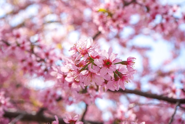 Gros plan des fleurs de cerisier de l'Himalaya sauvage ou Sakura