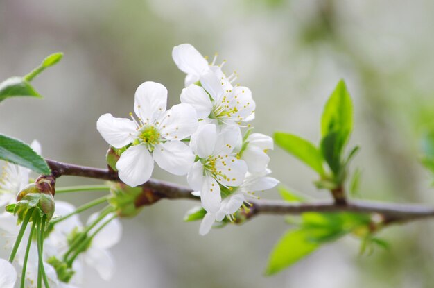 Gros plan sur les fleurs de cerisier de printemps